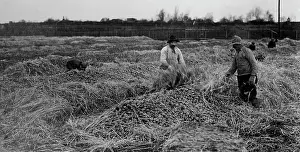 Heaps: Potatoe storage in Berlin, 1914