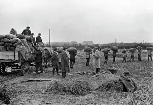 Heaps: Potatoe storage in Berlin, 1914