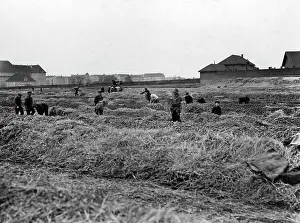 Heaps: Potatoe storage in Berlin, 1914