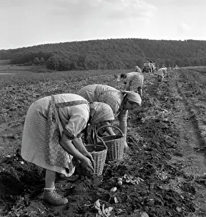 Manually: Potatoes harvest - farmers