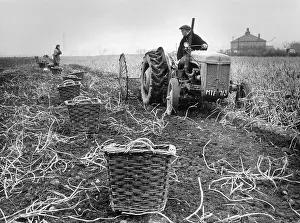 Rainhill: POTATOES, LANCASHIRE