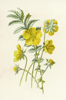 Potentilla: Potentilla Anserina