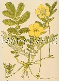 Potentilla: POTENTILLA ANSERINA