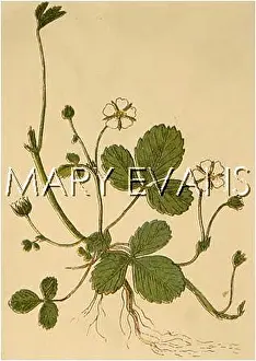Potentilla: POTENTILLA FRAGARIASTRUM