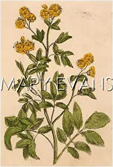 Potentilla: POTENTILLA FRUTICOSA