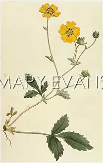 Potentilla: POTENTILLA GRANDIFLORA