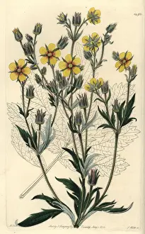 Potentilla: Potentilla longifolia