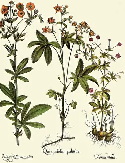 Basilius: Potentilla palustris, Potentilla recta, Potentilla erecta