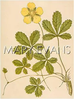 Potentilla: POTENTILLA REPTANS