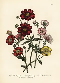 Handfinished: Potentilla species