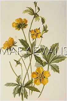 Potentilla: POTENTILLA TORMENTILLA
