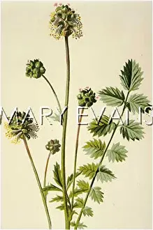 Burnet: POTERIUM SANGUISORBA