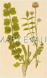 Burnet: POTERIUM SANGUISORBA