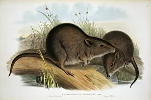 Marsupialia: Potorous gilberti, Gilbert's potoroo