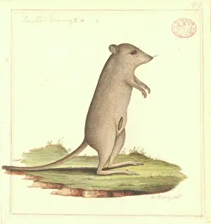 Marsupialia: Potorous tridactylus gilbertii, Gilbert's potoroo