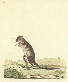 Marsupialia: Potorous tridactylus, long-nosed potoroo