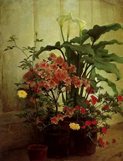 Cochran: Potted Flowers