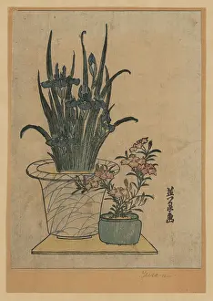 Pinks: Potted irises and pinks