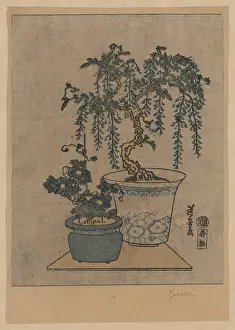 Wisteria: Potted wisteria