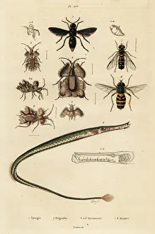 Sebin: Potter wasp, pipefish, golden egg bug and hoverfly