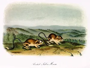 Atop: Pouched Jerboa Mice