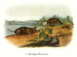 Rats: Pouched Rats