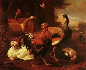 Melchior: Poultry
