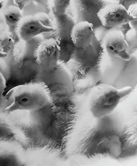 Yevzerikhin: Poultry