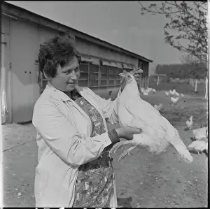 Quintals: Poultry association, hens
