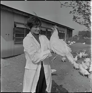 Quintals: Poultry association, hens