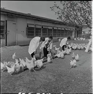 Quintals: Poultry association, hens, laying hens, feed, feed