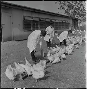 Quintals: Poultry association, hens, laying hens, feed, feed