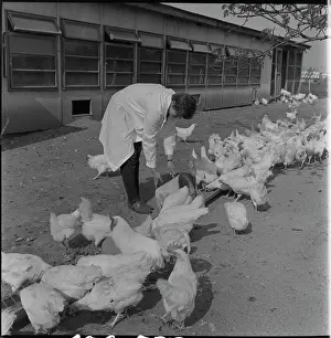 Quintals: Poultry association, hens, laying hens, feed, feed