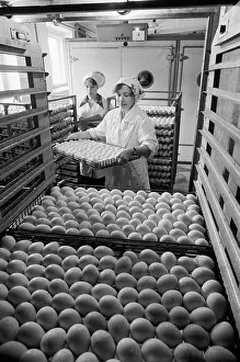Incubator: Poultry factory