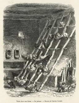 Roost: POULTRY/FRENCH HEN ROOST