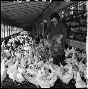 Forage: Poultry house, hens, laying hens, litter, feeding, forage