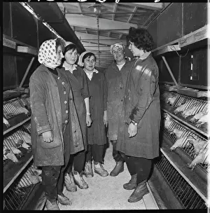 Ctk Photobank: Poultry house, hens, laying hens, litter, consultation