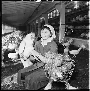 Ludmila: Poultry house, hens, laying hens, litter, inspection
