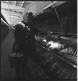 Ctk Photobank: Poultry house, hens, laying hens, litter, egg