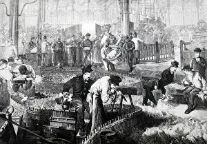 Pigeon: Poultry market, Halles Centralles, Paris. The pigeon dealers