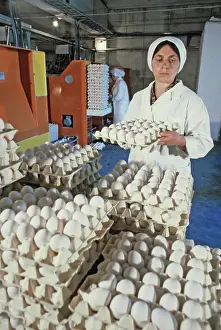 Molodyozhnaya: Poultry Molodyozhnaya, 1982