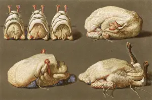 Trussed: POULTRY READY TO COOK