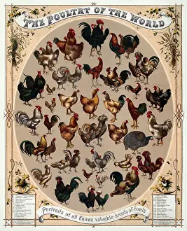 Valuable: Poultry of the World, 1868