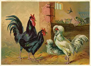 Drab: POULTRY IN A YARD