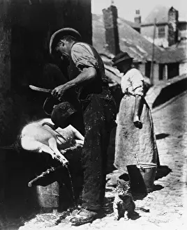 Bristles: Pouring boiling water over a dead pig, Cornwall