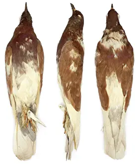 Domestica: Pouter, domestic pigeon