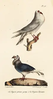 Buffon: Pouter pigeon and Jacobin pigeon