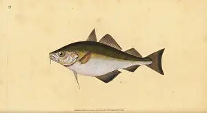 Pout: Pouting, Trisopterus luscus