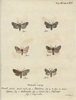 Rubiginosa: Powdered quaker, red chestnut, brick moth, etc