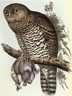 Clutches: Powerful Owl, Ninox strenua
